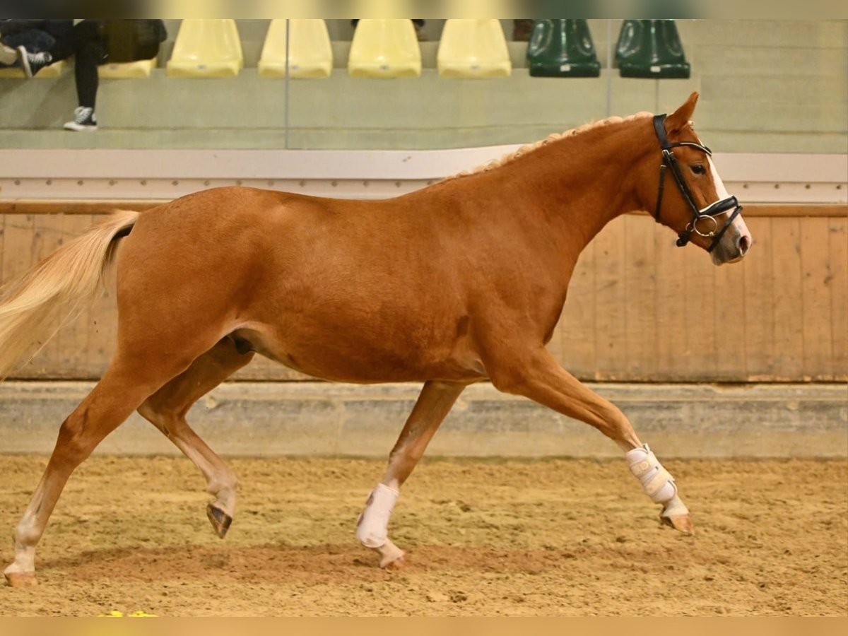 German Riding Pony Gelding 2 years 14 hh Chestnut-Red in Steyregg