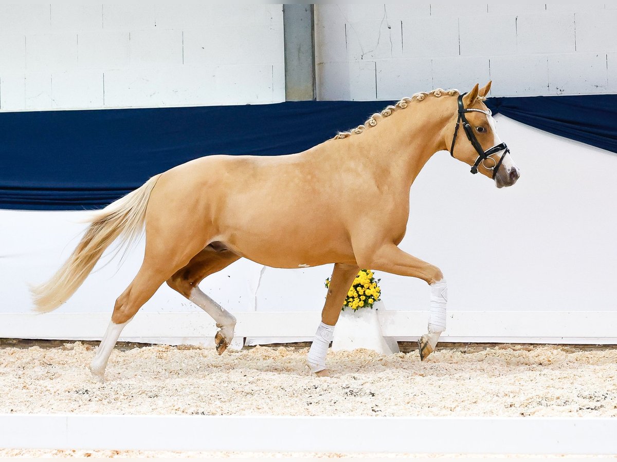 German Riding Pony Gelding 2 years 14 hh Chestnut-Red in Marsberg