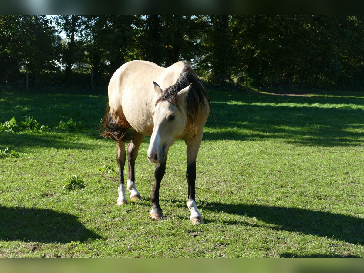 German Riding Pony Gelding 2 years 14,2 hh Buckskin in Perleberg OT Quitzow