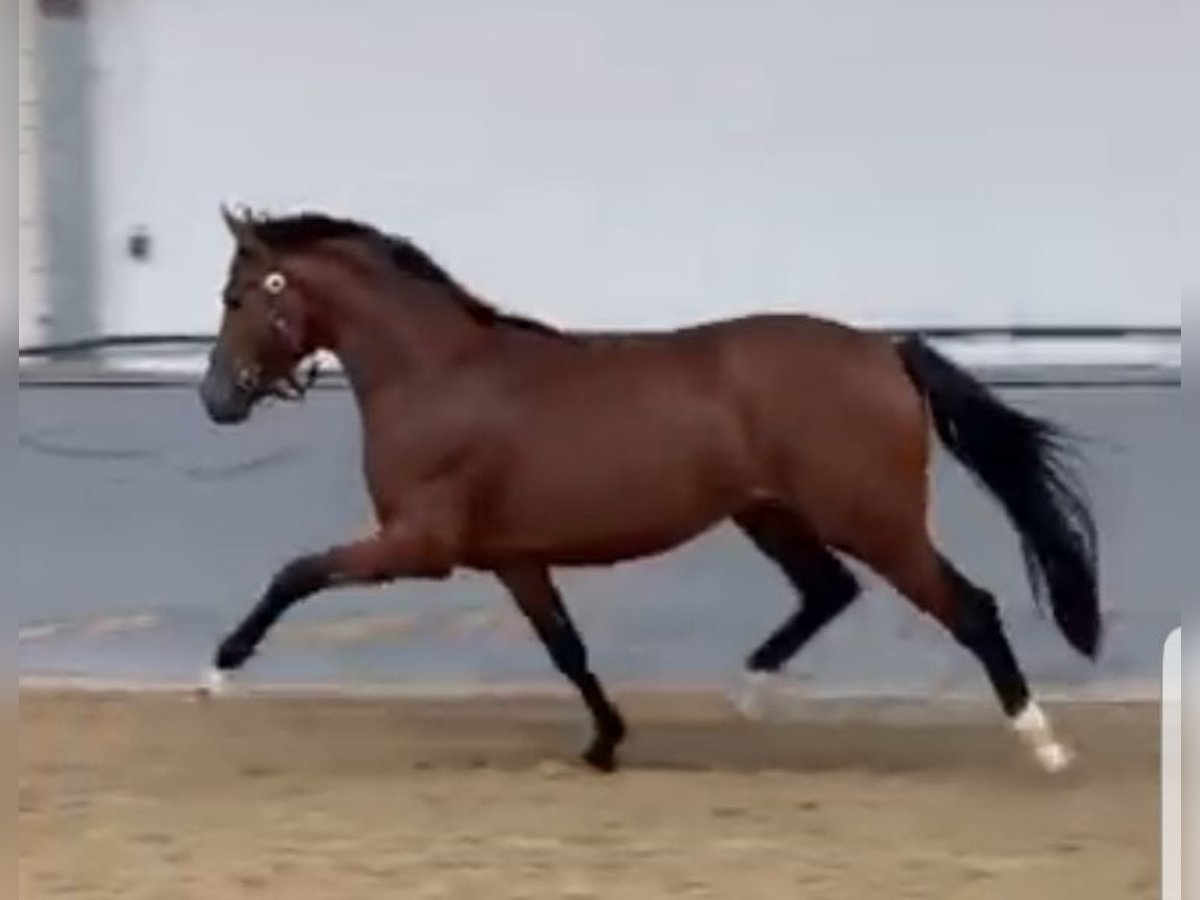 German Riding Pony Gelding 2 years 15 hh Brown in D&#xFC;ren