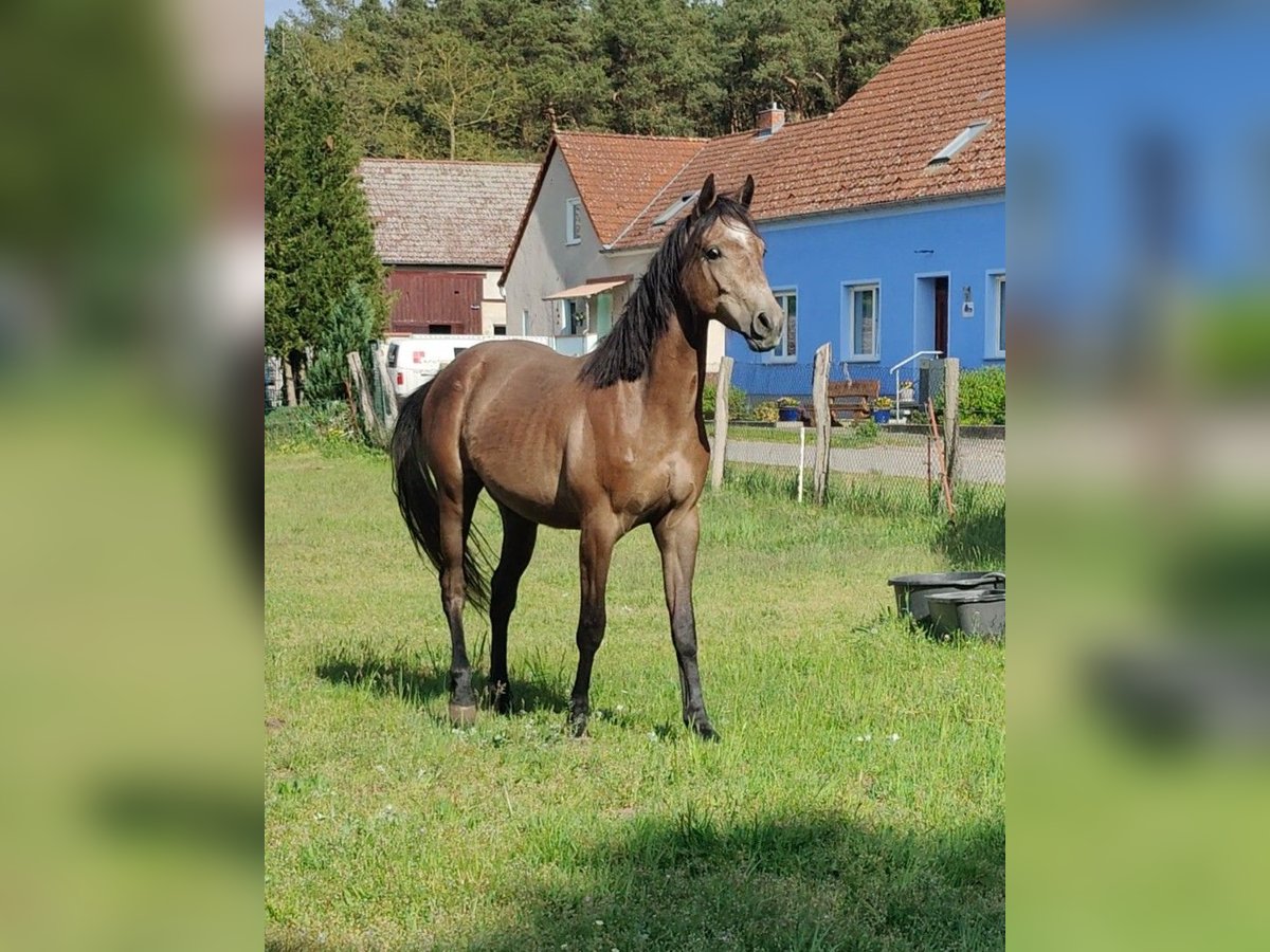 German Riding Pony Gelding 2 years 15,2 hh in Planebruch