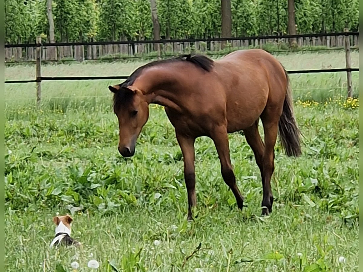 German Riding Pony Gelding 2 years Brown in Westerstede