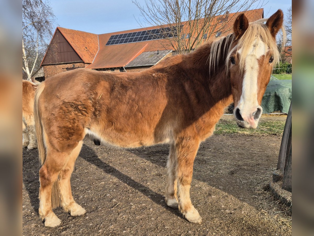 German Riding Pony Mix Gelding 30 years 14,1 hh Chestnut-Red in Hameln