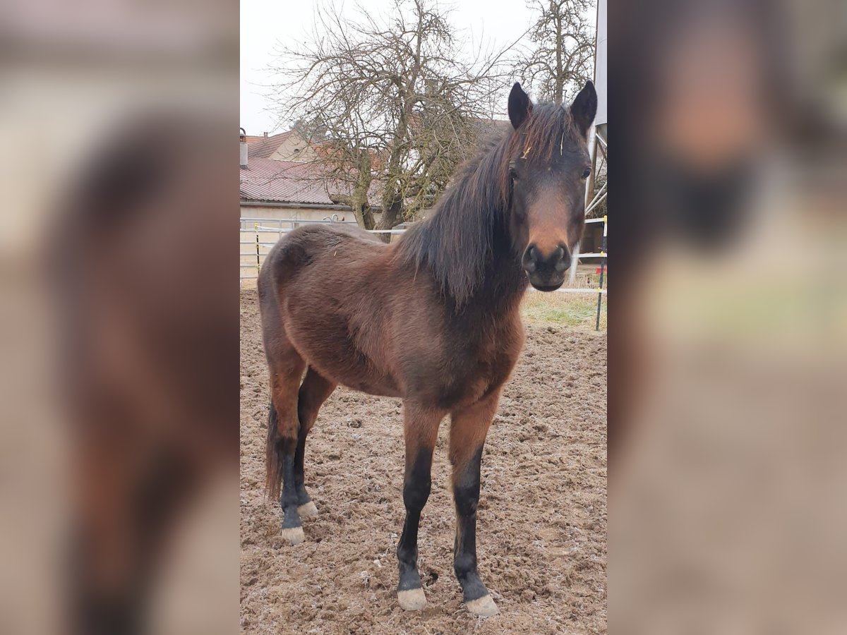 German Riding Pony Gelding 3 years 13,1 hh Bay-Dark in Gunzenhausen