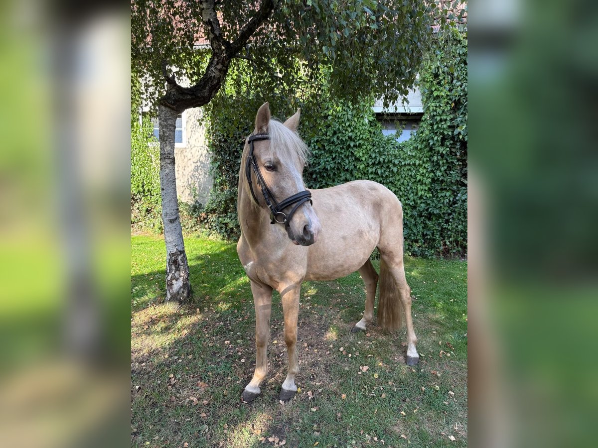 German Riding Pony Mix Gelding 3 years 13,2 hh Palomino in Hopsten