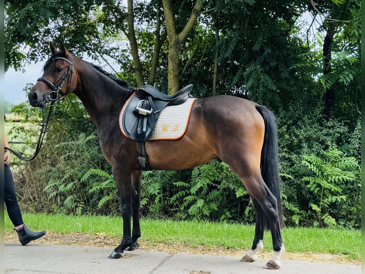 German Riding Pony Gelding 3 years 13,3 hh Bay-Dark in Nordhausen