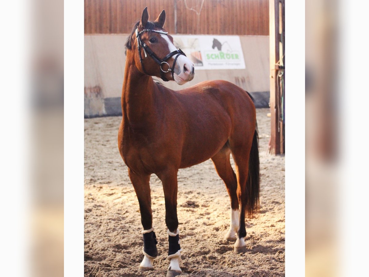 German Riding Pony Gelding 3 years 14,1 hh Brown in WegelebenWegeleben