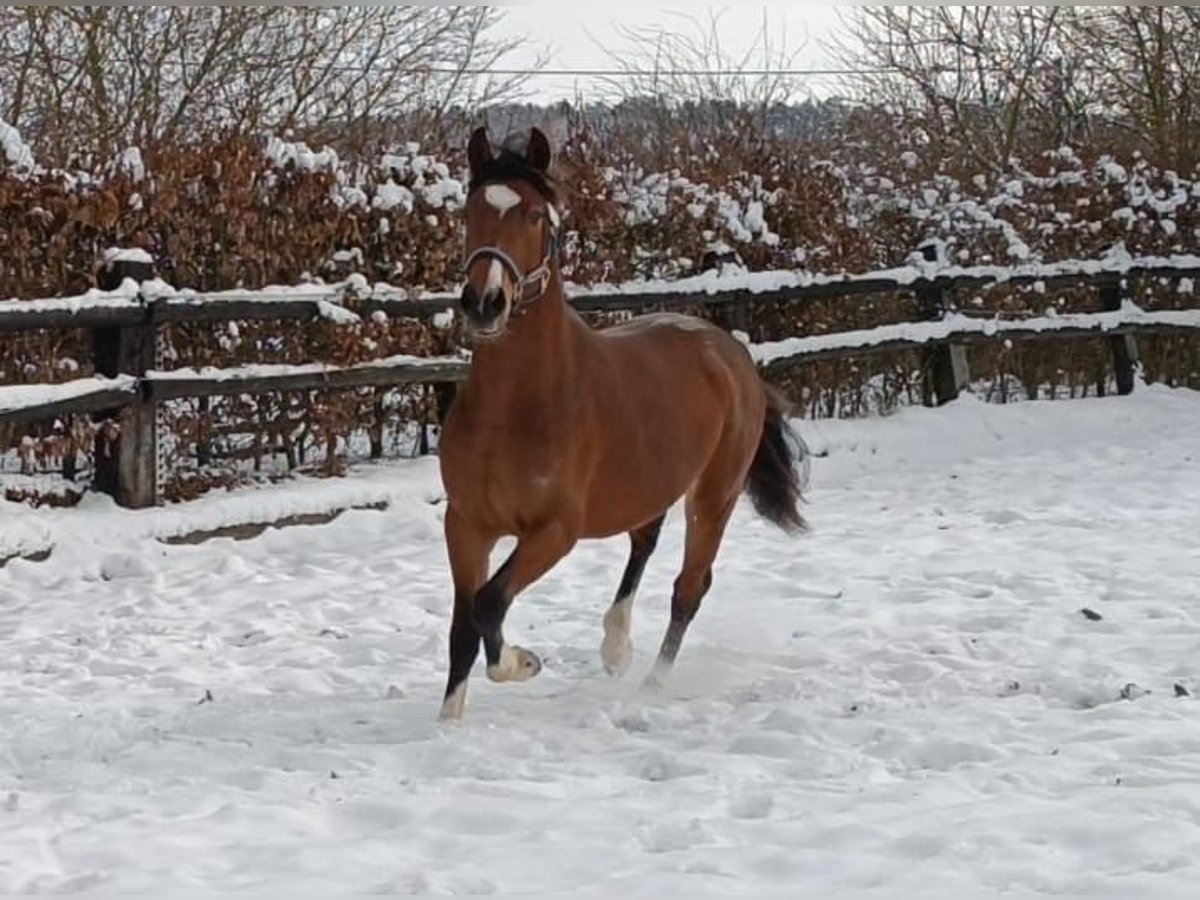 German Riding Pony Gelding 3 years 14,1 hh Brown in Nettersheim