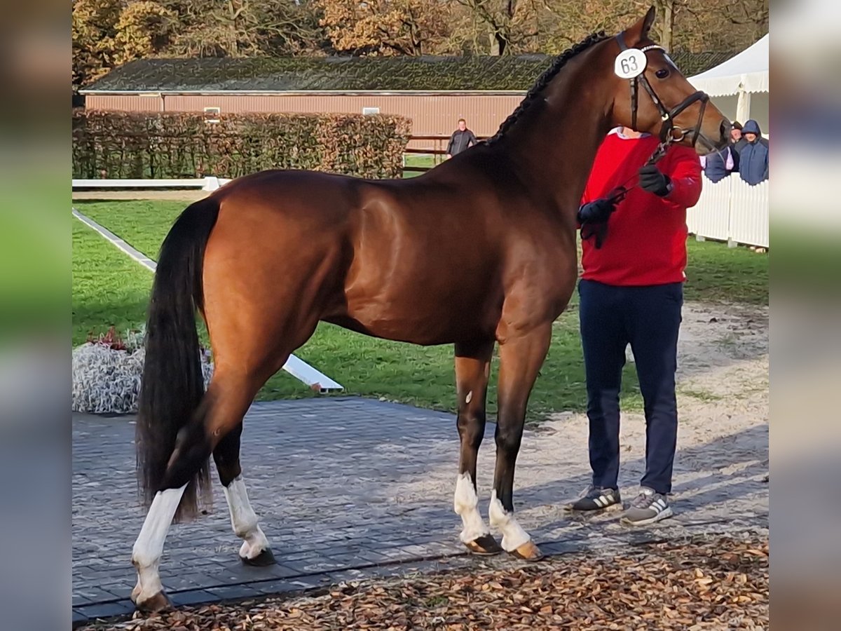 German Riding Pony Gelding 3 years 14,1 hh Brown in Bocholt