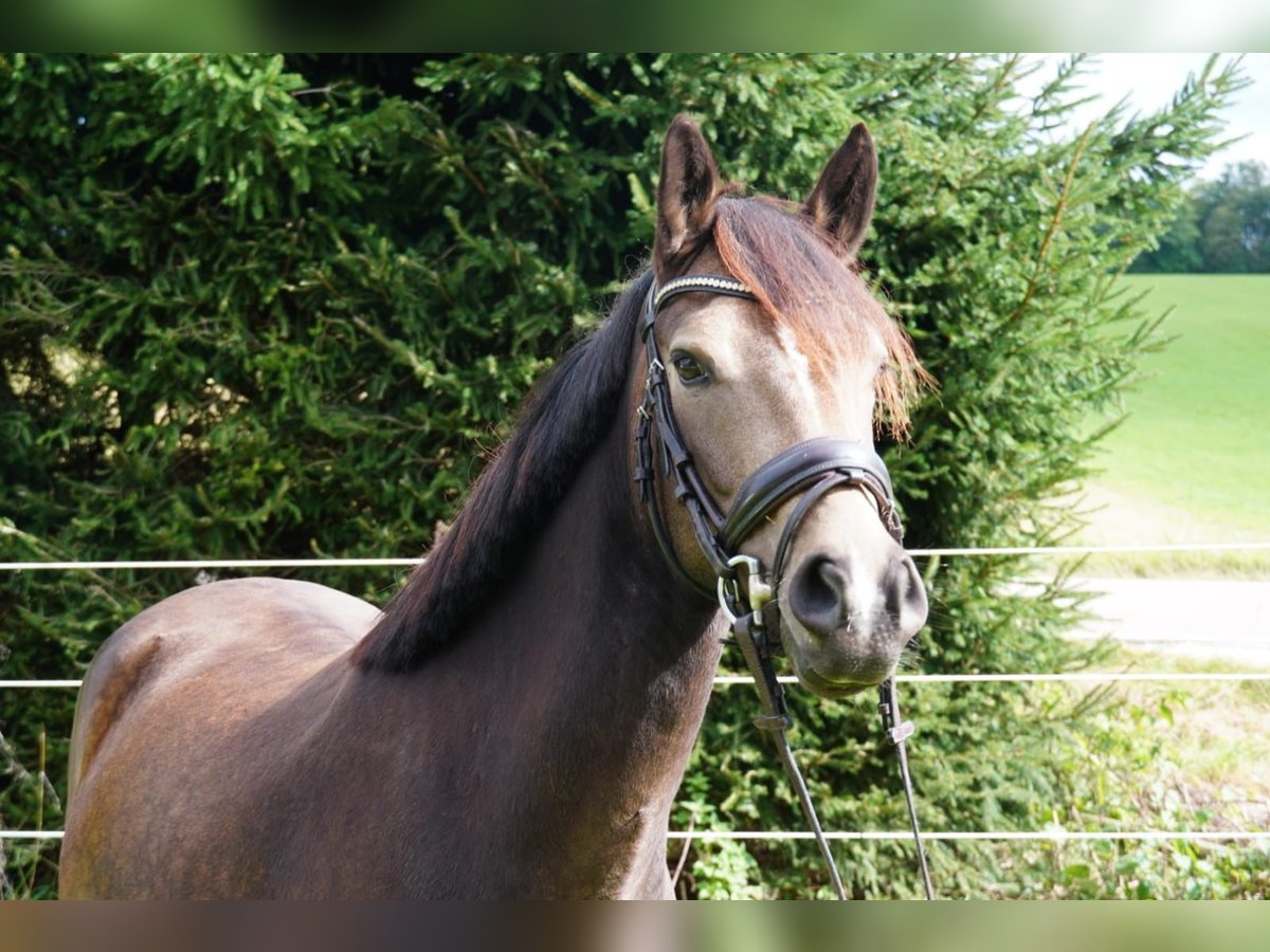 German Riding Pony Gelding 3 years 14,1 hh Buckskin in Drackenstein