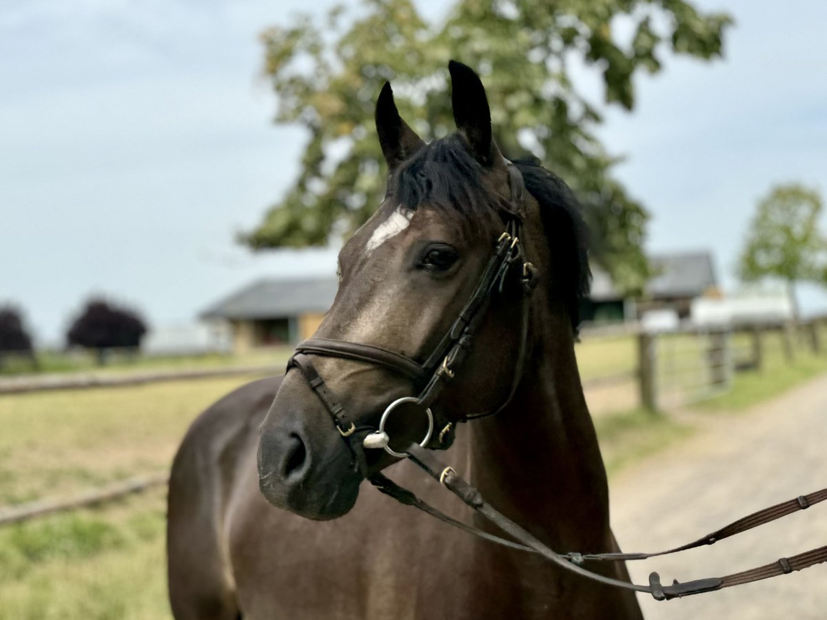 German Riding Pony Gelding 3 years 14,1 hh Buckskin in Niederzier