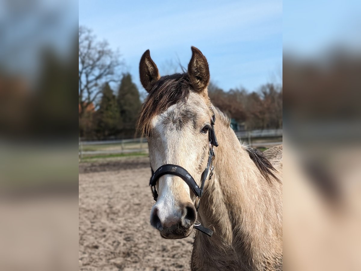 German Riding Pony Gelding 3 years 14,1 hh Buckskin in Niedersachsen - Jesteburg