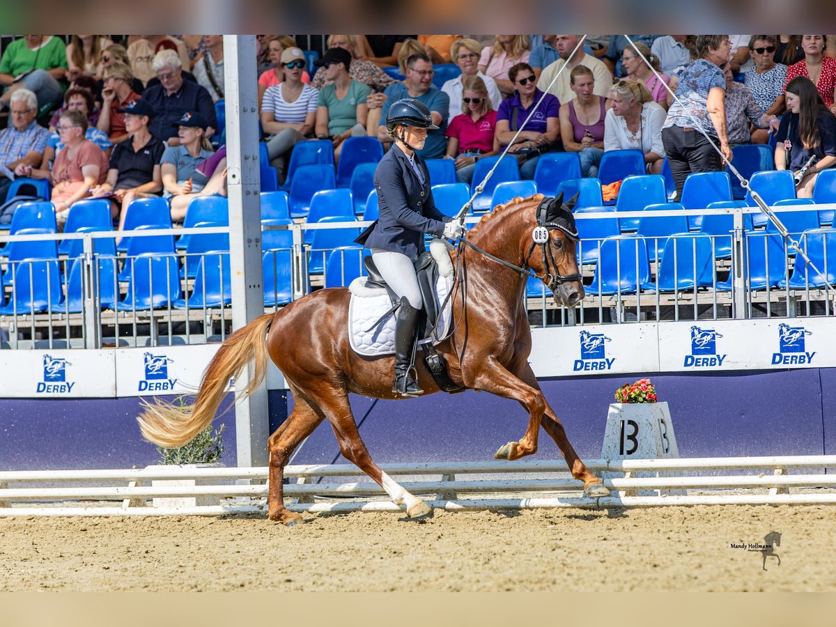 German Riding Pony Gelding 3 years 14,1 hh Chestnut in Ahrensburg