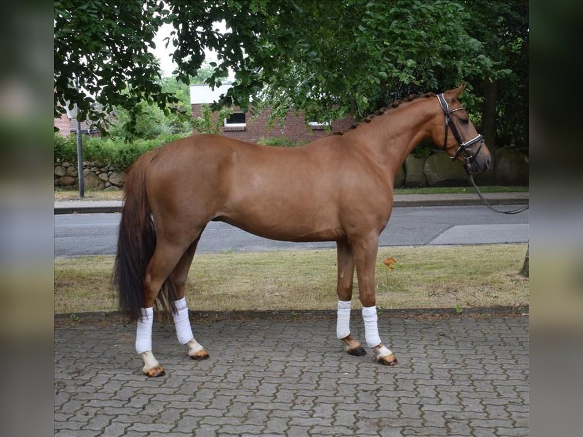 German Riding Pony Gelding 3 years 14,1 hh Chestnut-Red in Fredenbeck