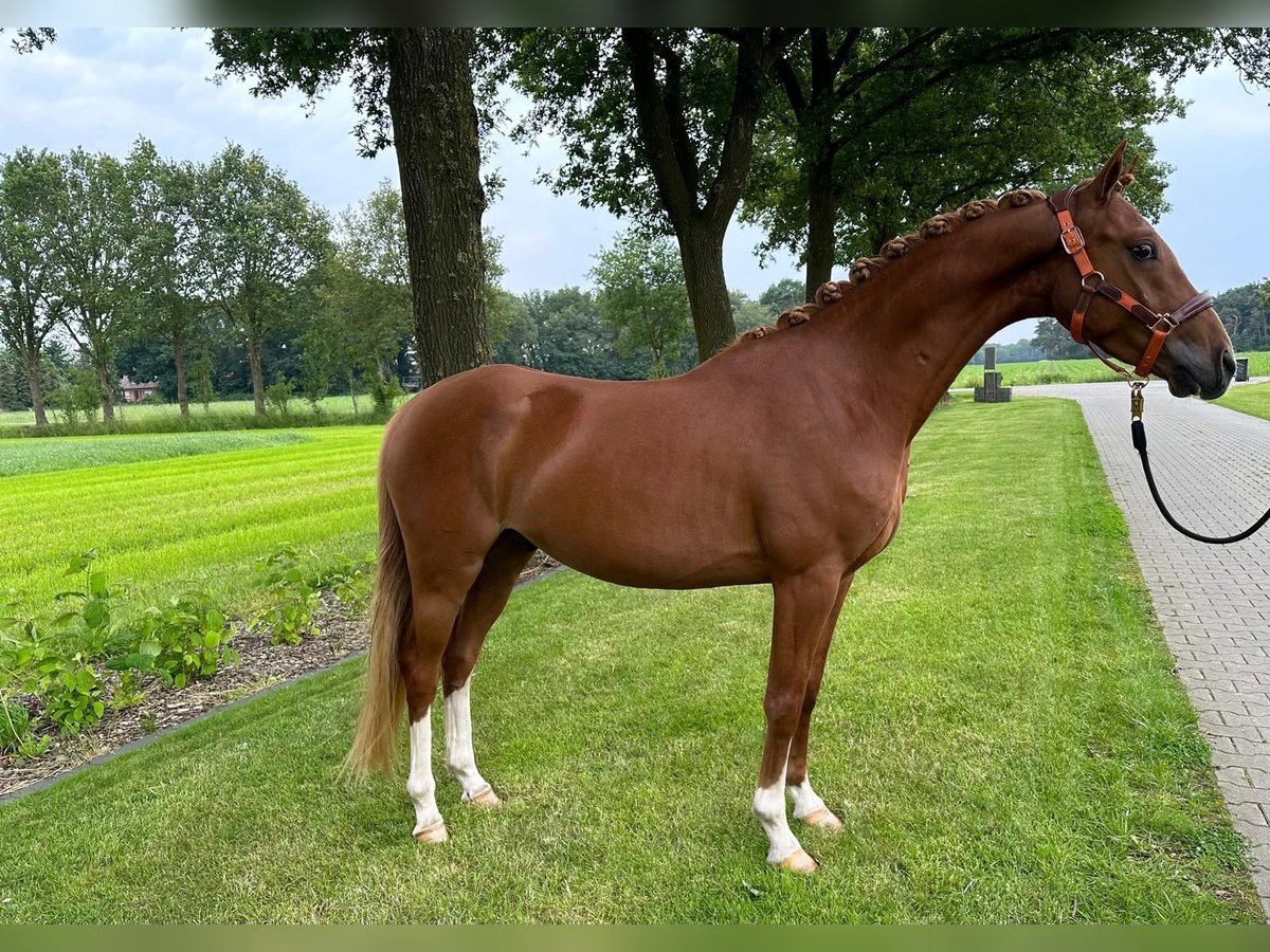 German Riding Pony Gelding 3 years 14,1 hh Chestnut-Red in Emlichheim