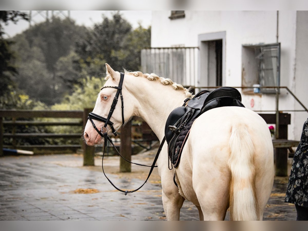 German Riding Pony Gelding 3 years 14,1 hh Cremello in Bochum