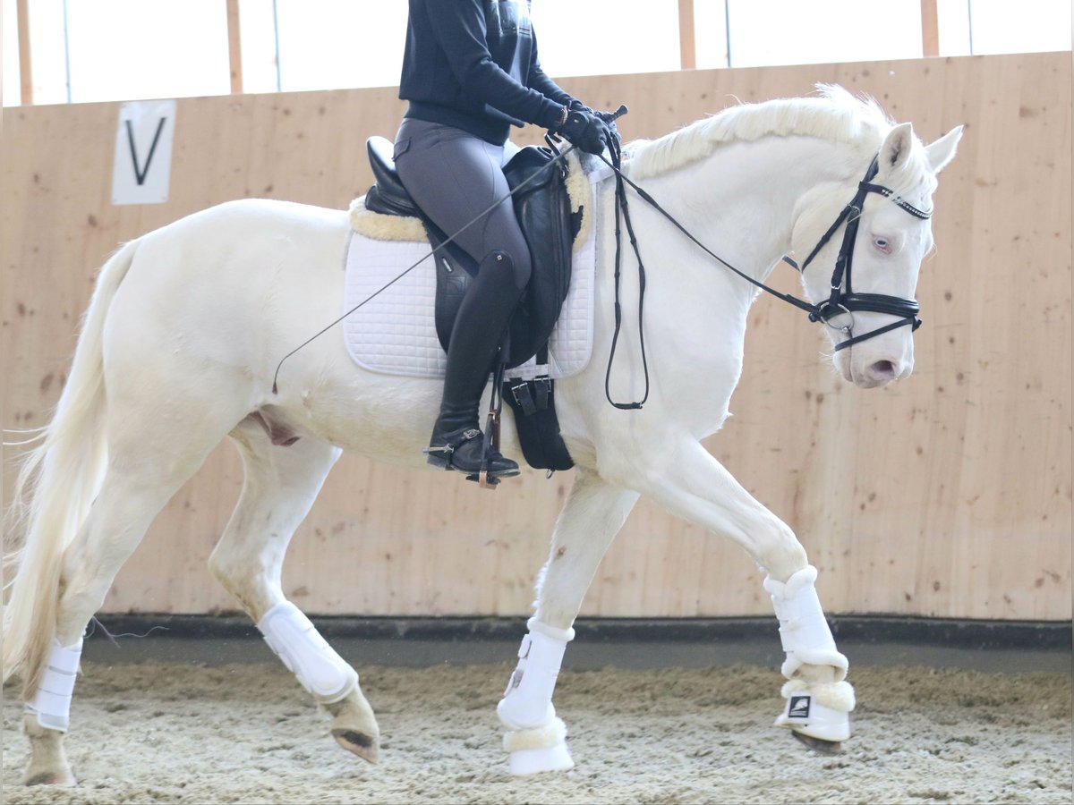 German Riding Pony Gelding 3 years 14,1 hh Cremello in Wolfsbach