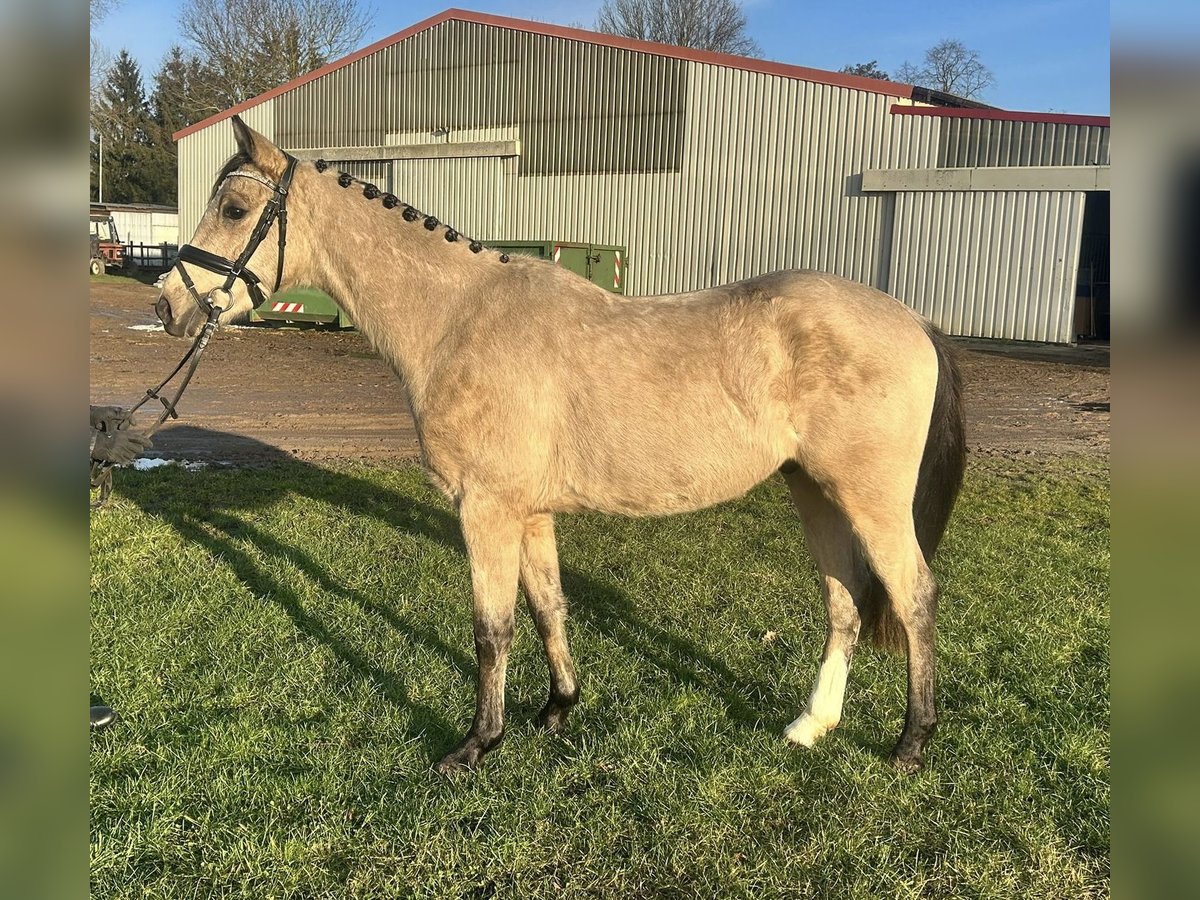 German Riding Pony Gelding 3 years 14,1 hh Dun in Güstrow