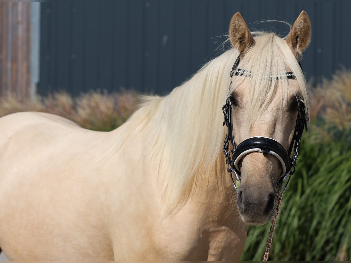 German Riding Pony Gelding 3 years 14,1 hh Palomino in Floß