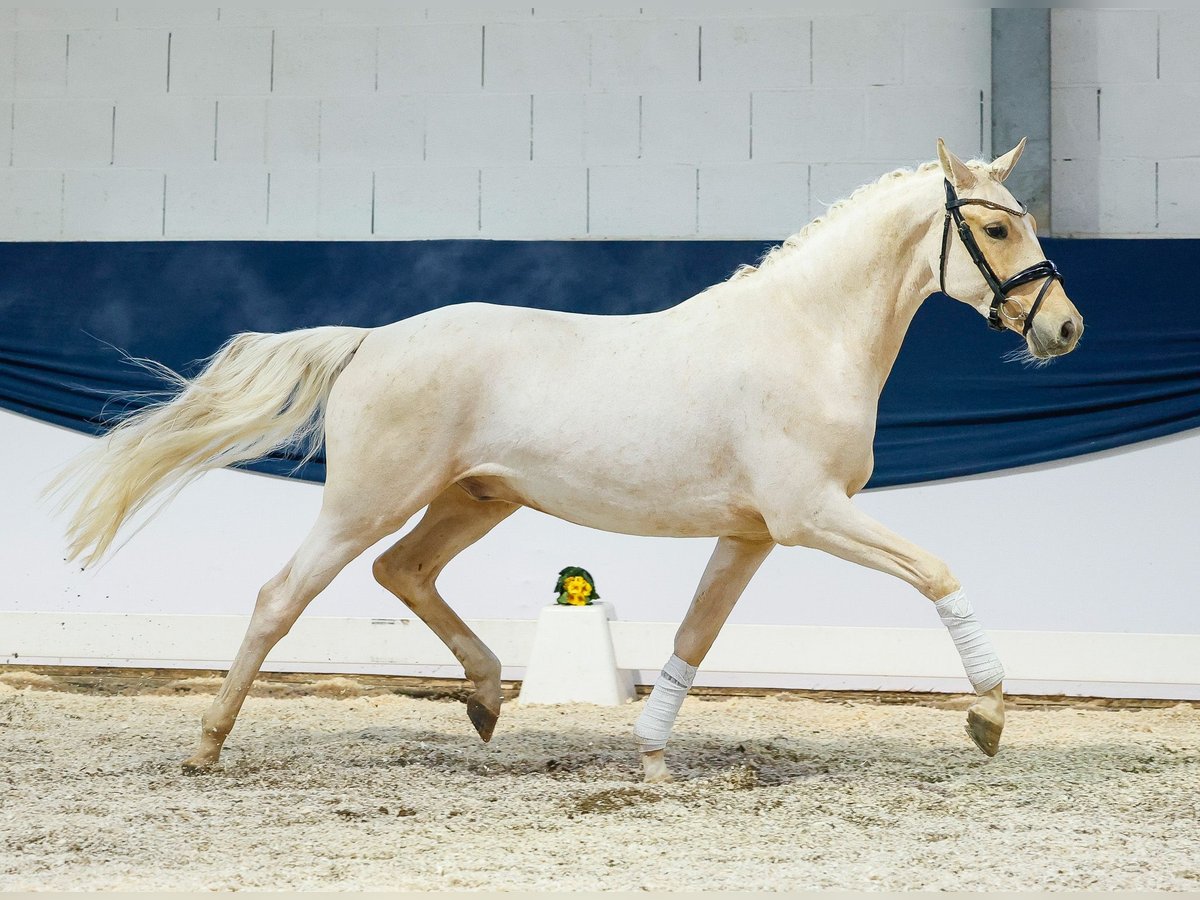 German Riding Pony Gelding 3 years 14,2 hh Palomino in Marsberg