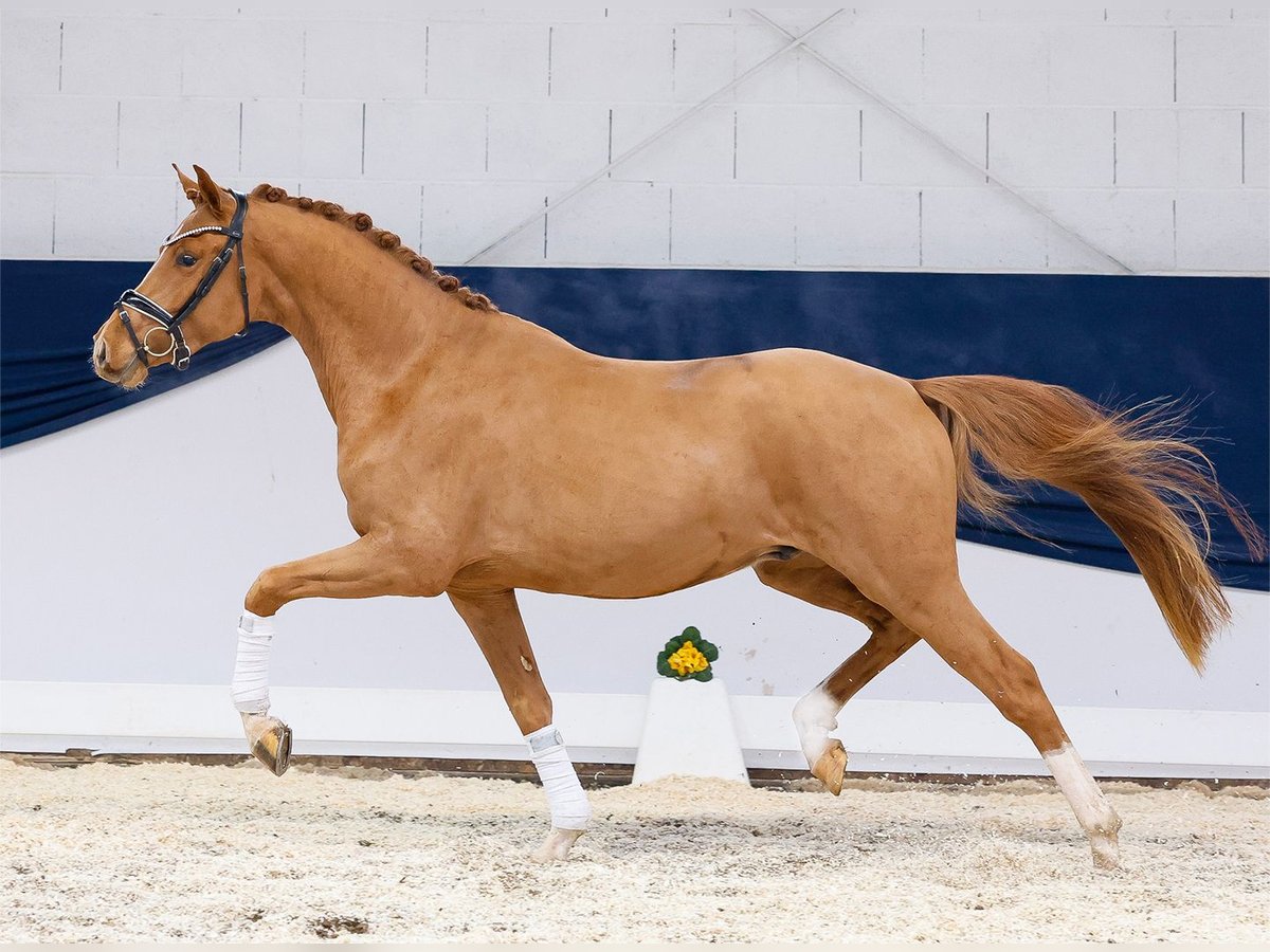 German Riding Pony Gelding 3 years 14,3 hh Chestnut-Red in Marsberg