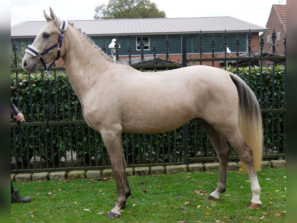 German Riding Pony Gelding 3 years 14,3 hh in Dorsten