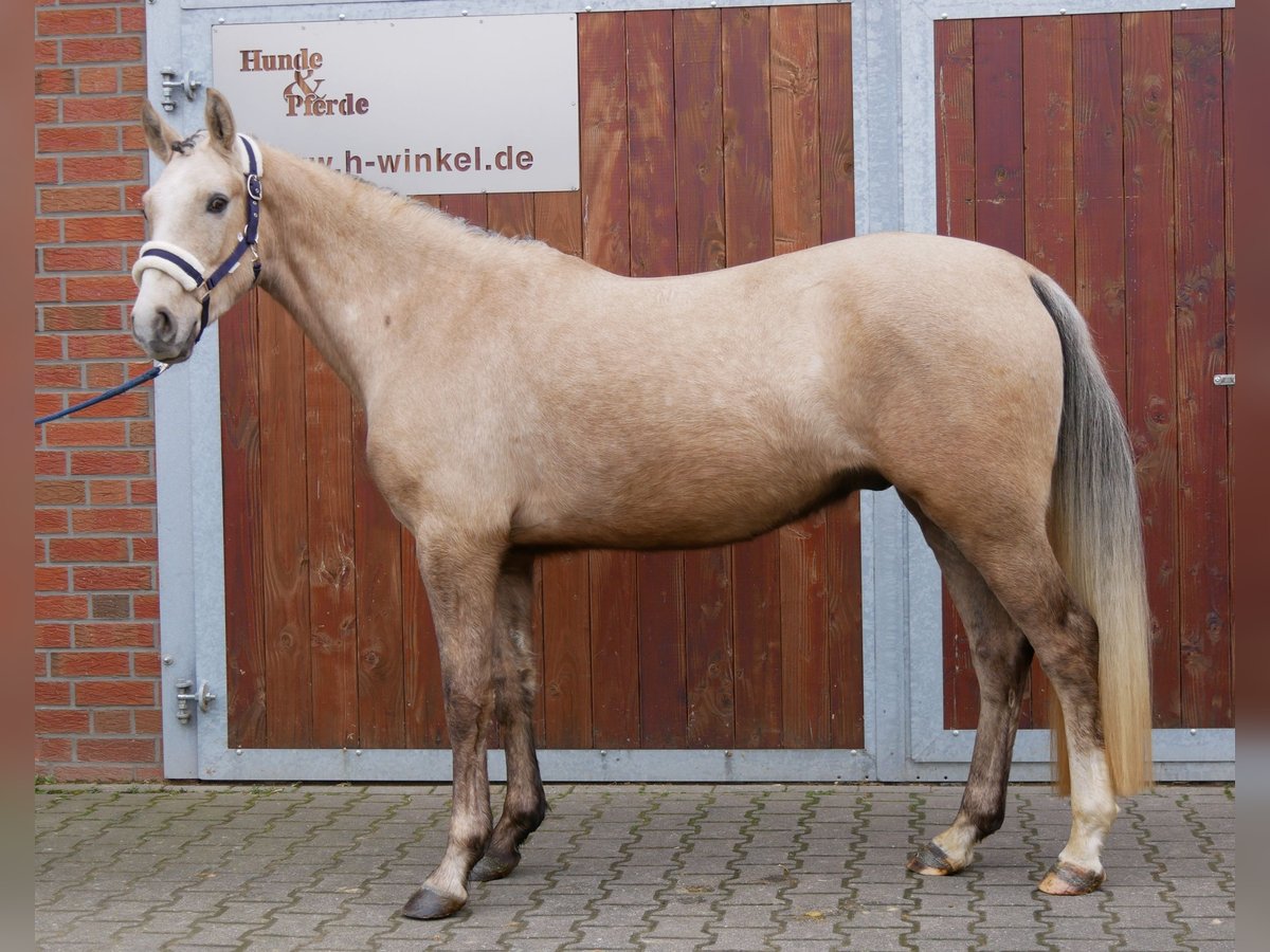 German Riding Pony Gelding 3 years 14,3 hh Palomino in Dorsten