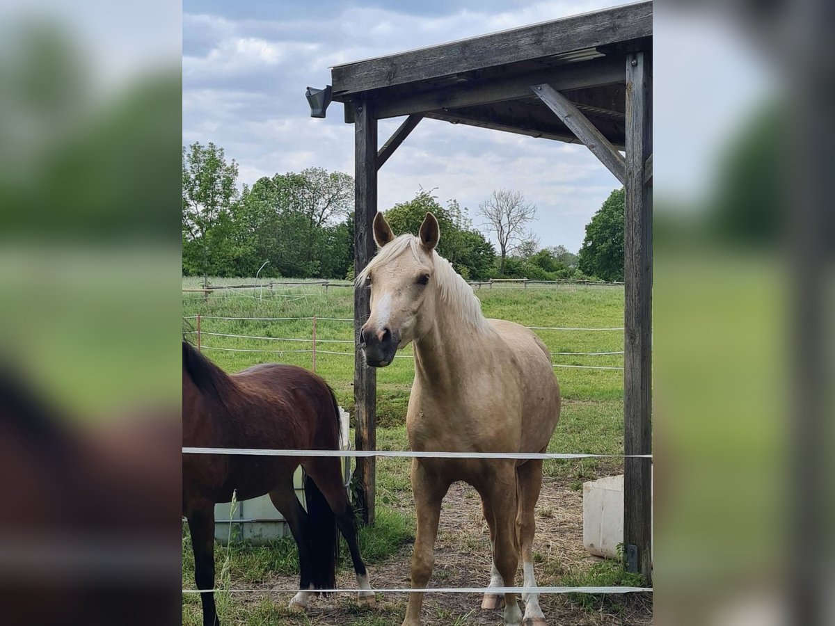 German Riding Pony Gelding 3 years 14,3 hh Palomino in Reinfeld (Holstein)