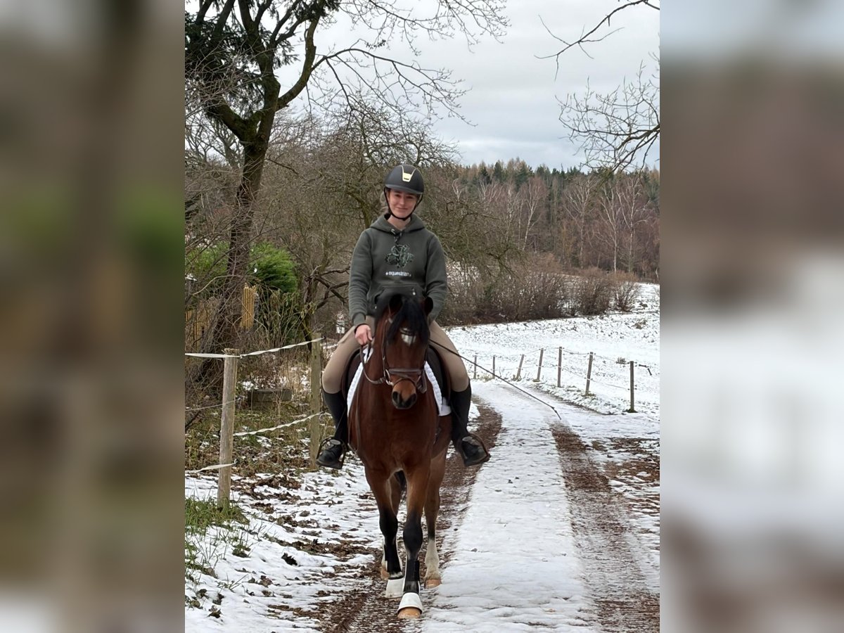 German Riding Pony Gelding 3 years 14 hh Brown in Ilmenau