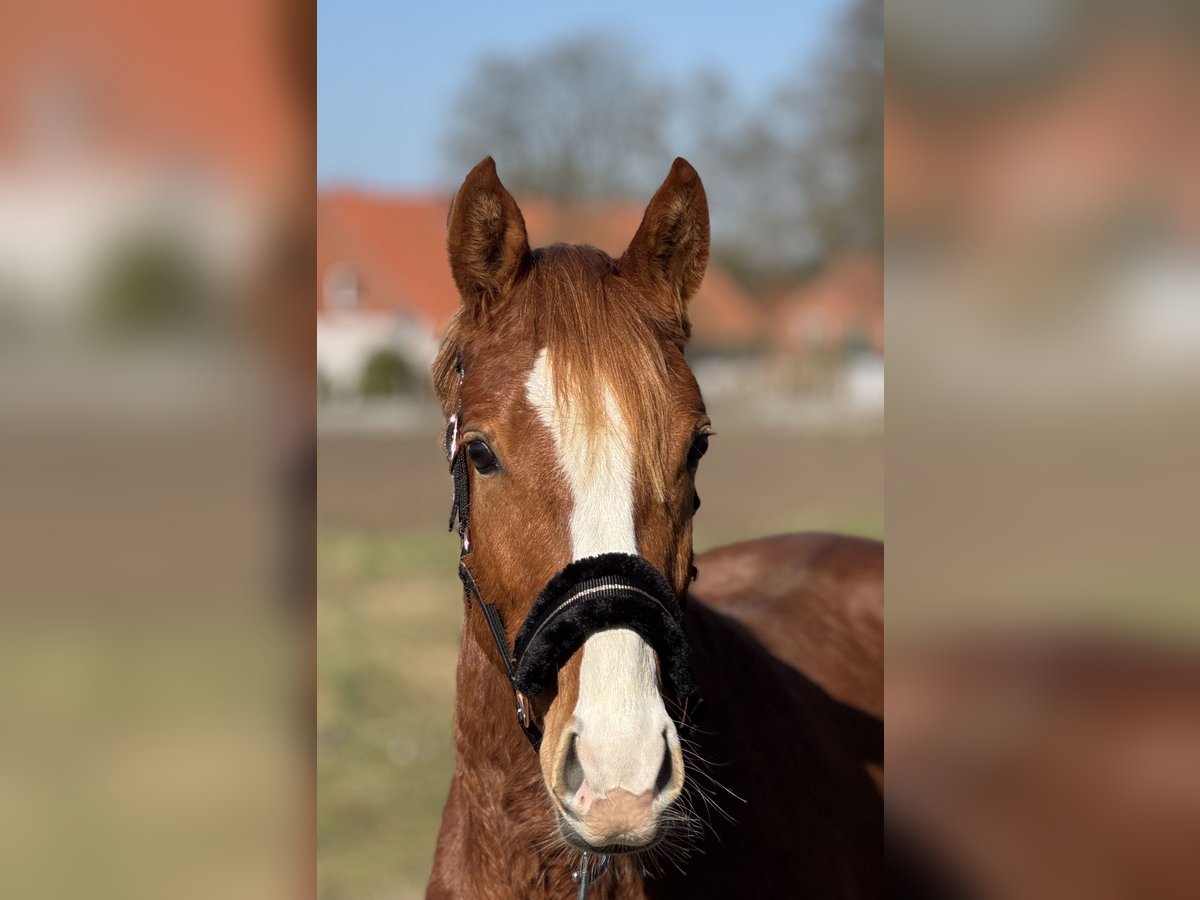 German Riding Pony Gelding 3 years 14 hh Chestnut-Red in Neuenkirchen-V&#xF6;rdenV&#xF6;rden