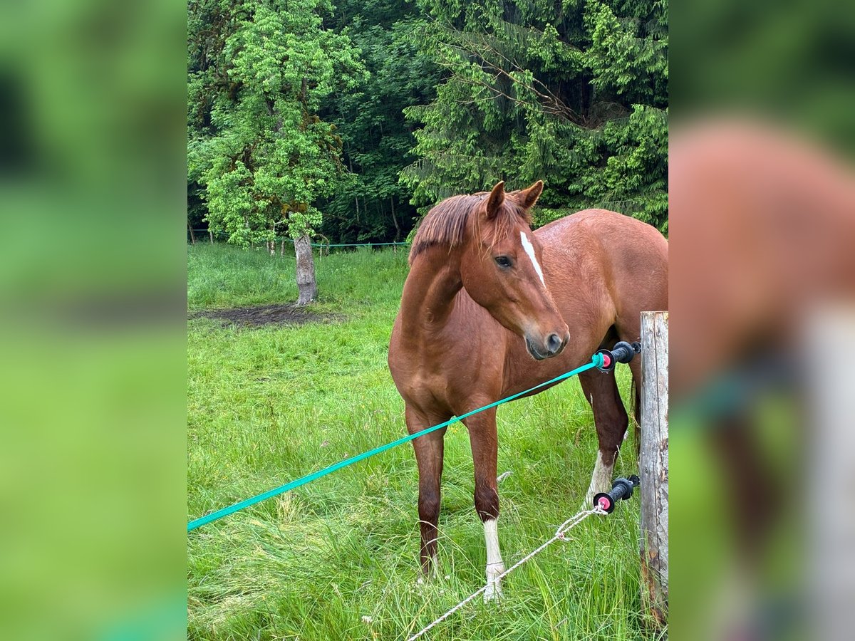 German Riding Pony Gelding 3 years 14 hh in Isny im Allg&#xE4;u