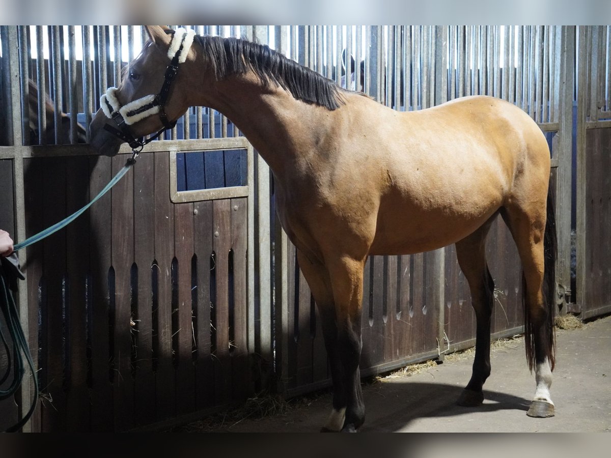 German Riding Pony Gelding 3 years 14,1 hh Buckskin in Treuenbrietzen
