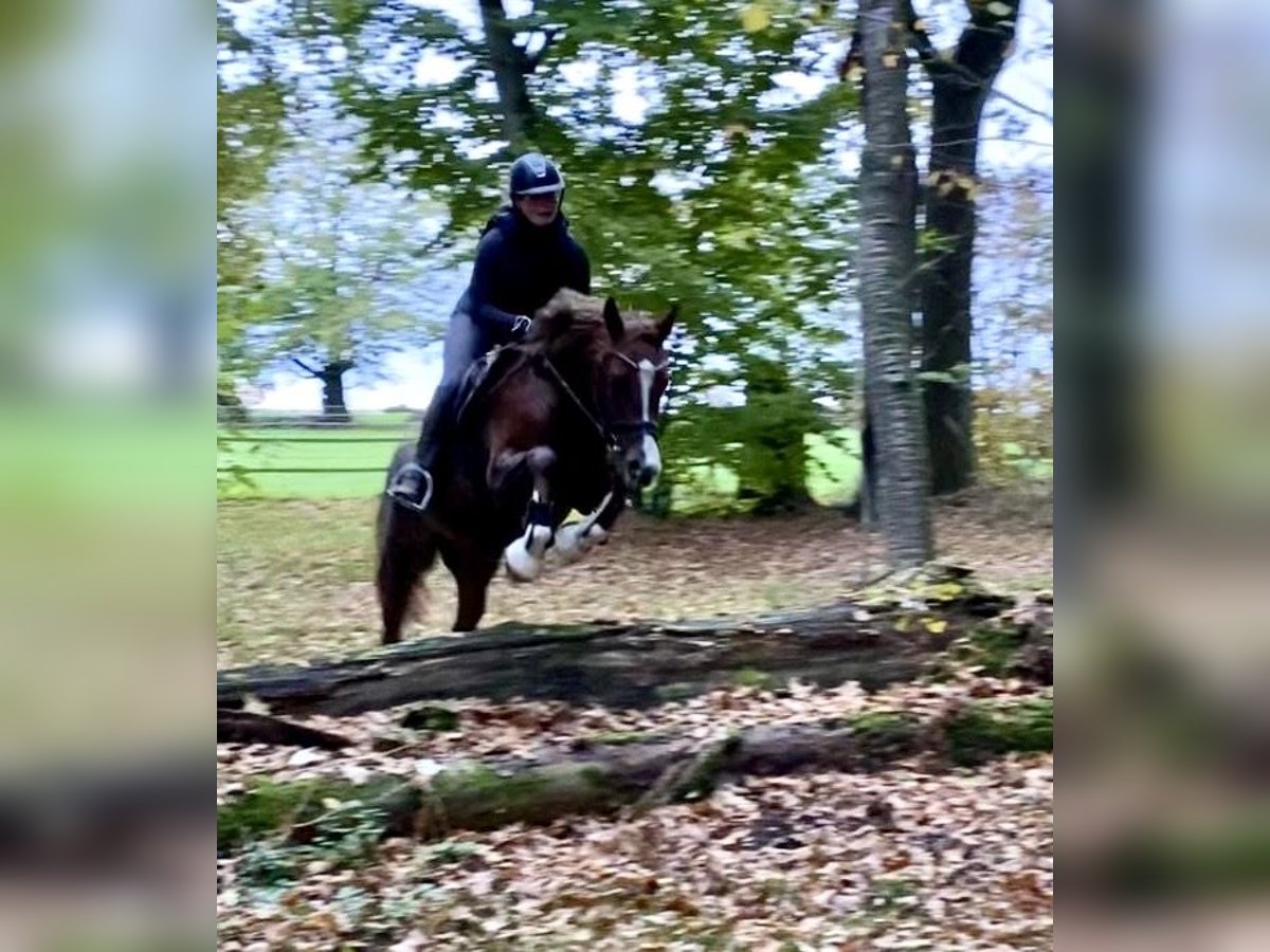 German Riding Pony Gelding 3 years 14,1 hh Chestnut in Rosdorf