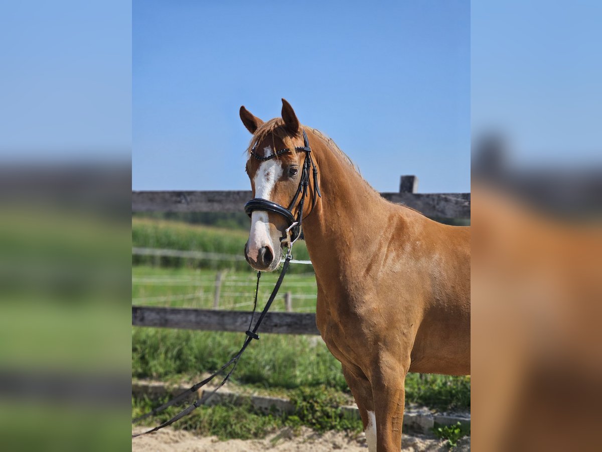 German Riding Pony Gelding 3 years 14,1 hh Chestnut-Red in Die&#xDF;en am Ammersee