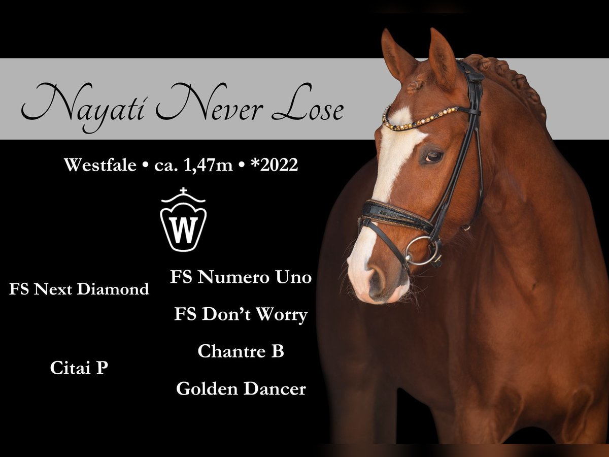 German Riding Pony Gelding 3 years 14,1 hh Chestnut-Red in Wehringen