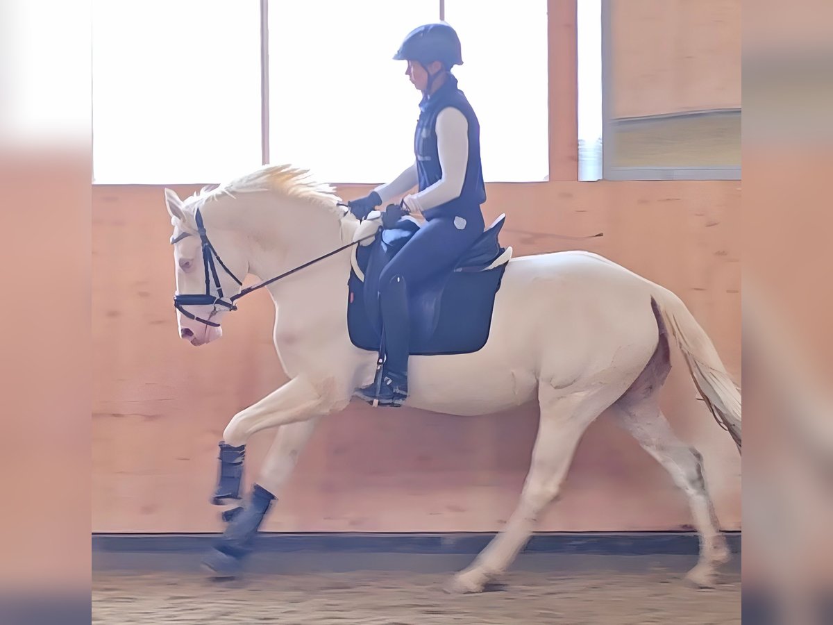 German Riding Pony Gelding 3 years 14,1 hh Cremello in Wolfsbach German Riding Pony Gelding 3 years 14,1 hh Cremello in Wolfsbach