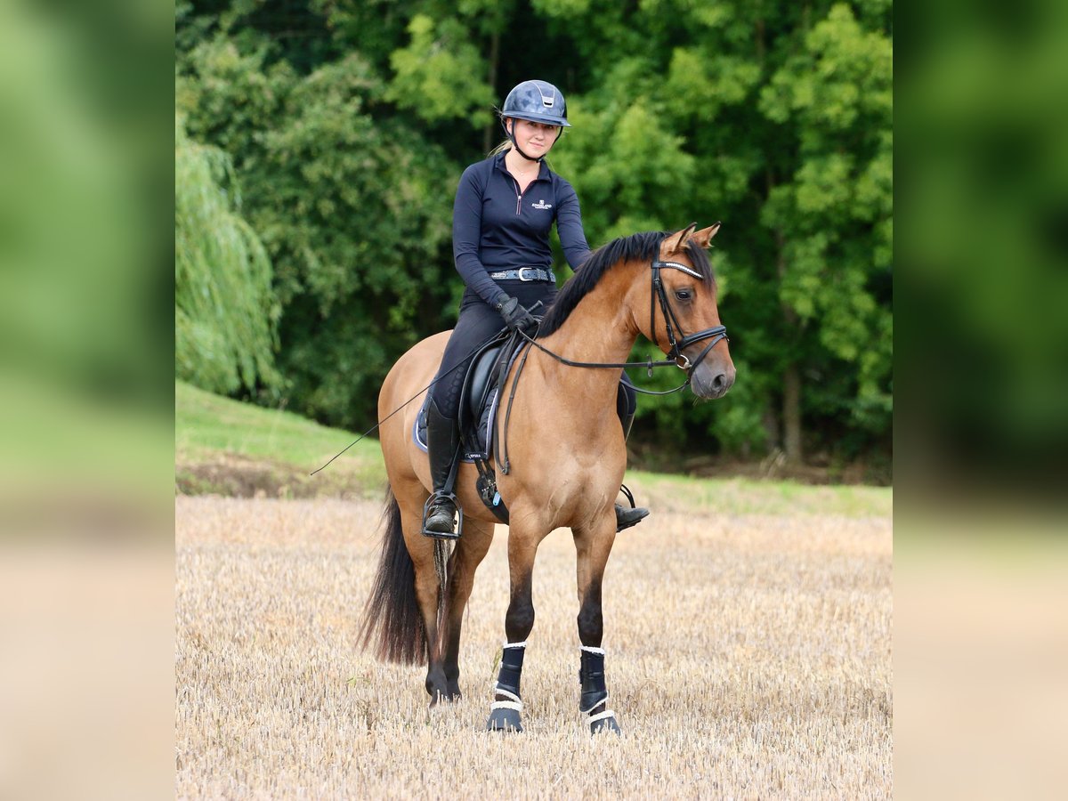 German Riding Pony Gelding 3 years 14,1 hh Dun in Tecklenburg