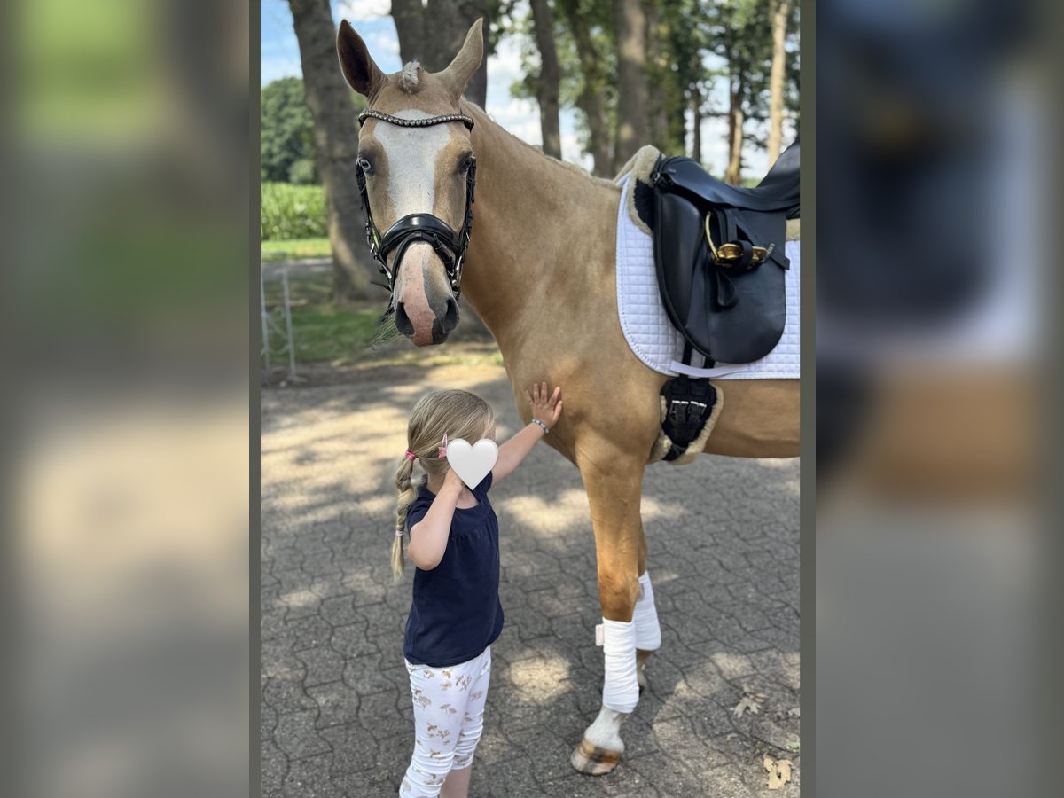 German Riding Pony Gelding 3 years 14,1 hh Palomino in Ankum