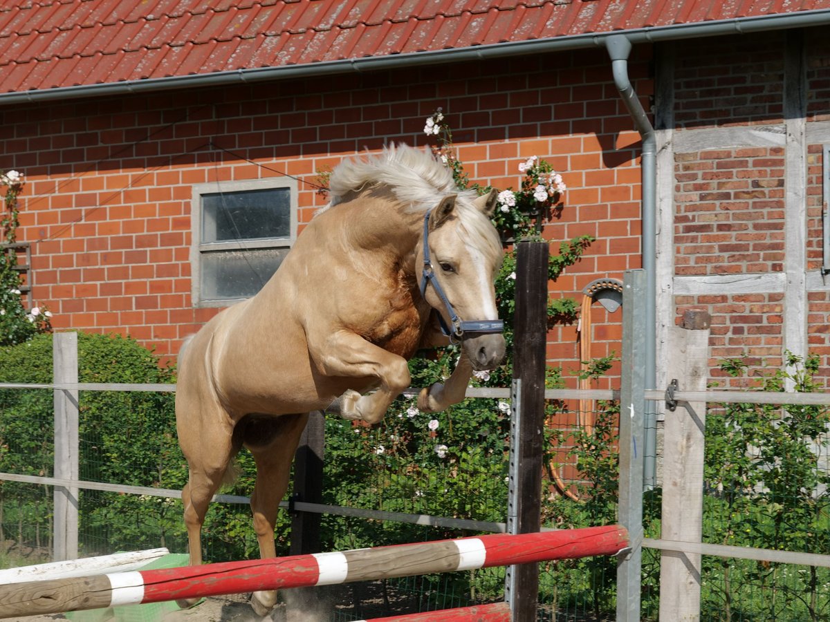 German Riding Pony Gelding 3 years 14,1 hh Palomino in Herzebrock-Clarholz