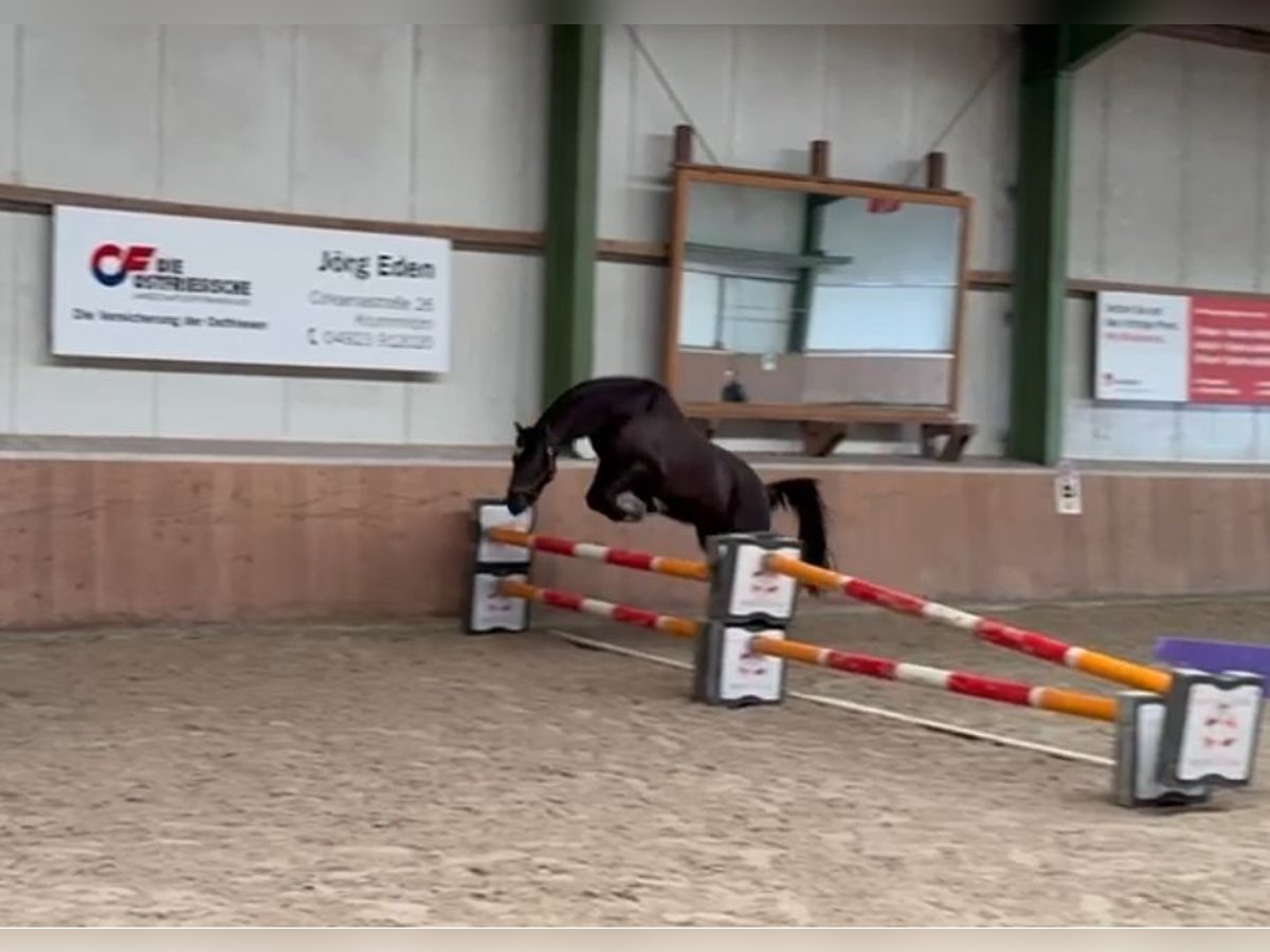 German Riding Pony Gelding 3 years 14,1 hh in Hinte