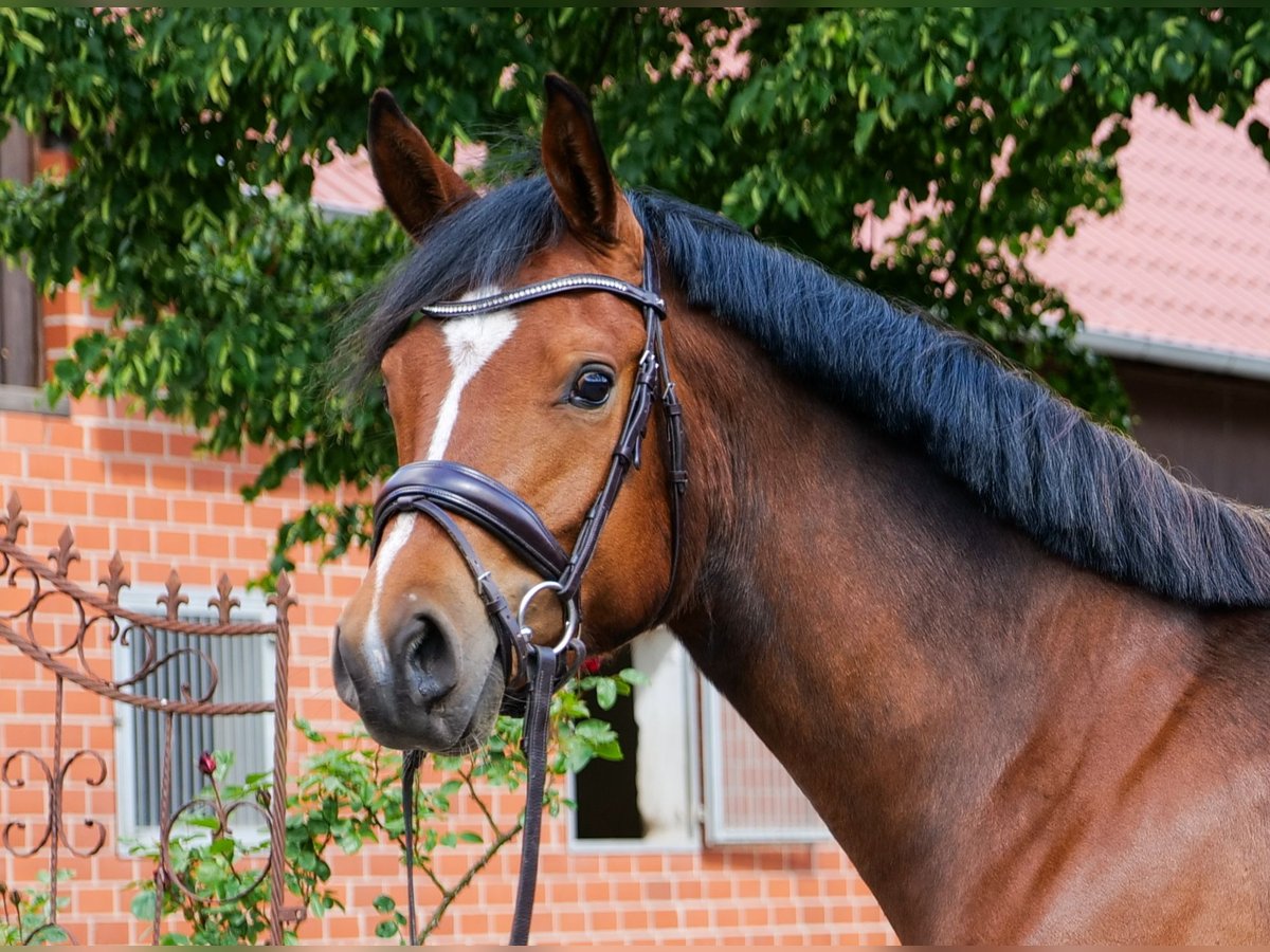 German Riding Pony Gelding 3 years 14,2 hh Brown in Herzebrock-Clarholz