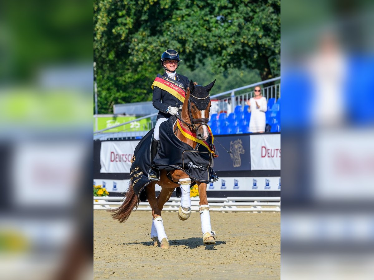 German Riding Pony Gelding 3 years 14,2 hh Chestnut-Red in Neckargem&#xFC;nd