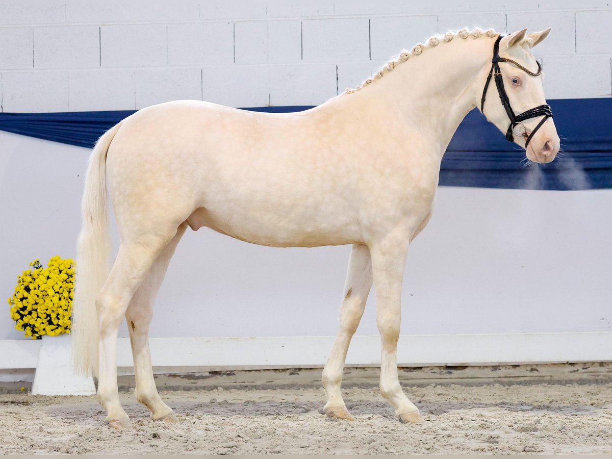 German Riding Pony Gelding 3 years 14,2 hh Perlino in Marsberg