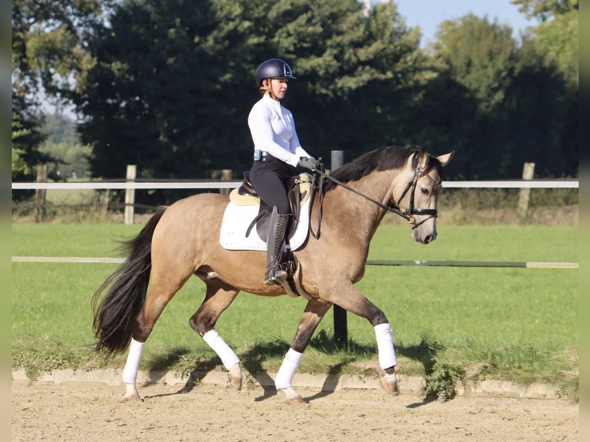 German Riding Pony Gelding 3 years 15,2 hh Buckskin in Nottuln