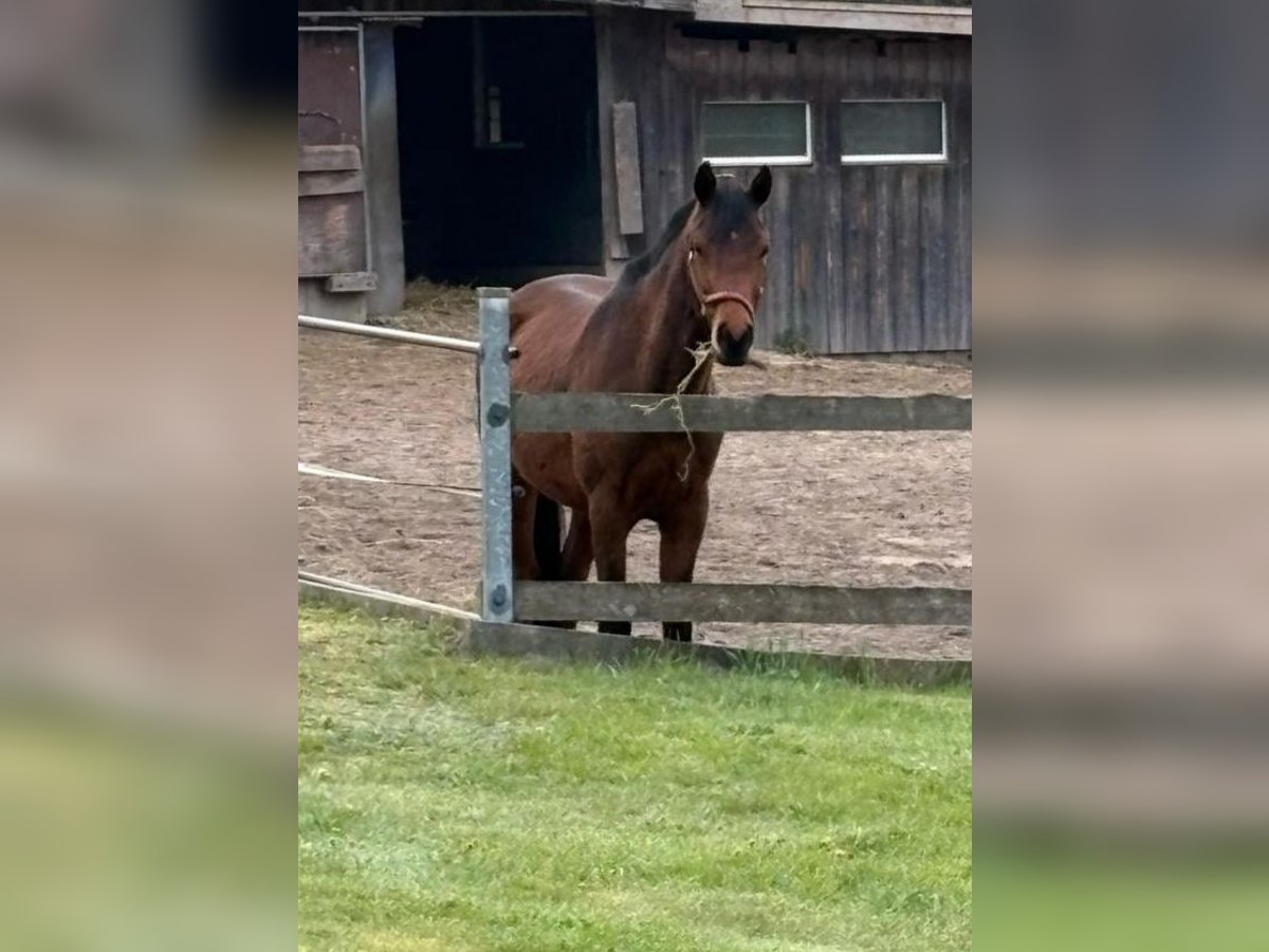 German Riding Pony Mix Gelding 3 years 15 hh Brown in Gro&#xDF; Gr&#xF6;nau