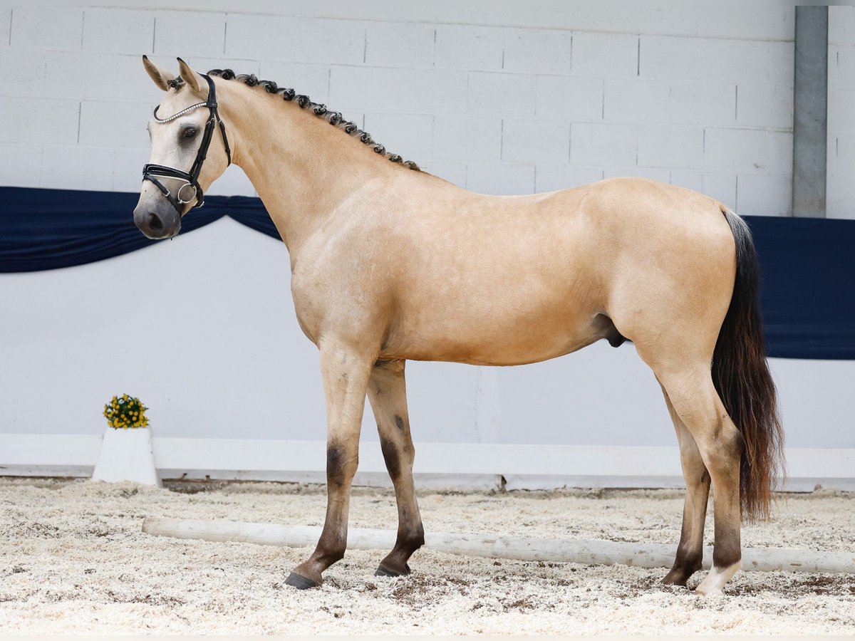 German Riding Pony Gelding 3 years 15 hh Dun in Marsberg