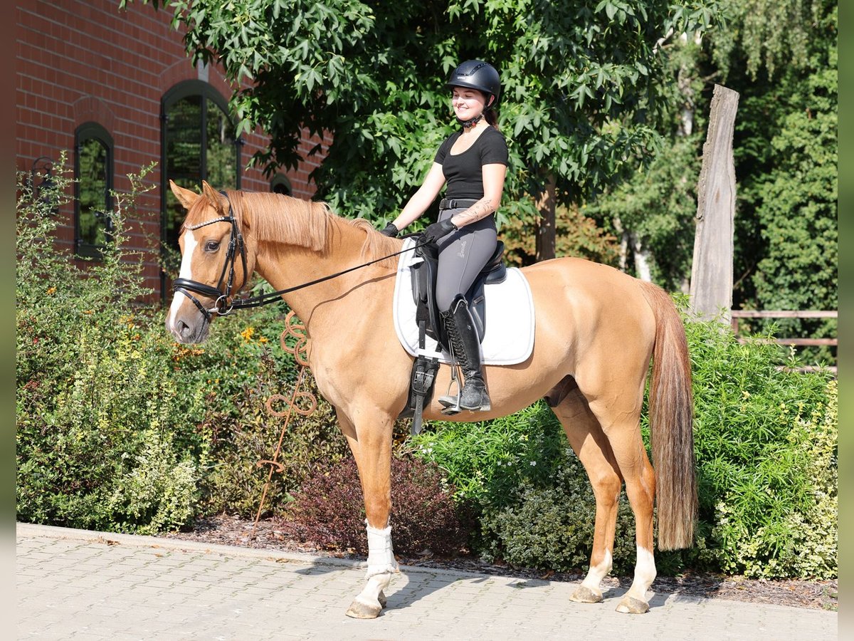 German Riding Pony Gelding 3 years 15 hh Dun in Stuhr