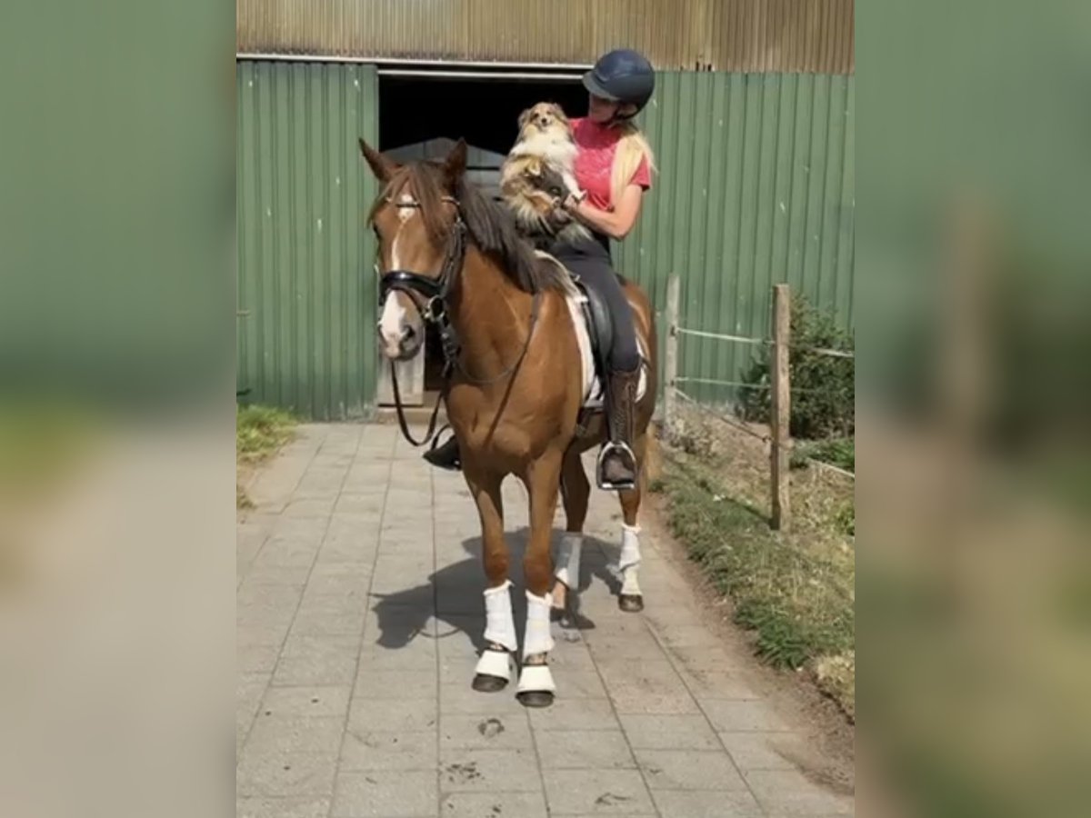 German Riding Pony Gelding 3 years 15,1 hh Chestnut-Red in Gro&#xDF; sehlingen