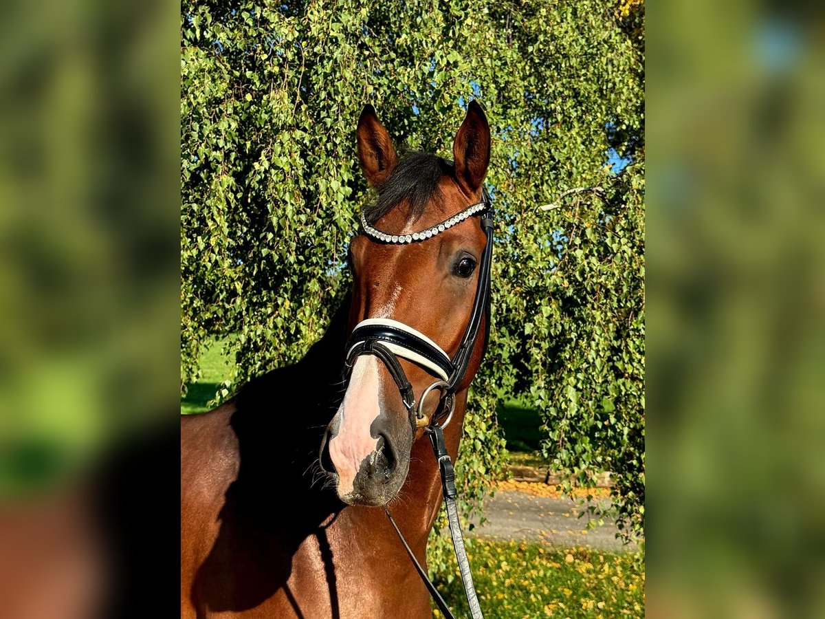 German Riding Pony Gelding 3 years 16,1 hh Brown in R&#xF6;ttingen