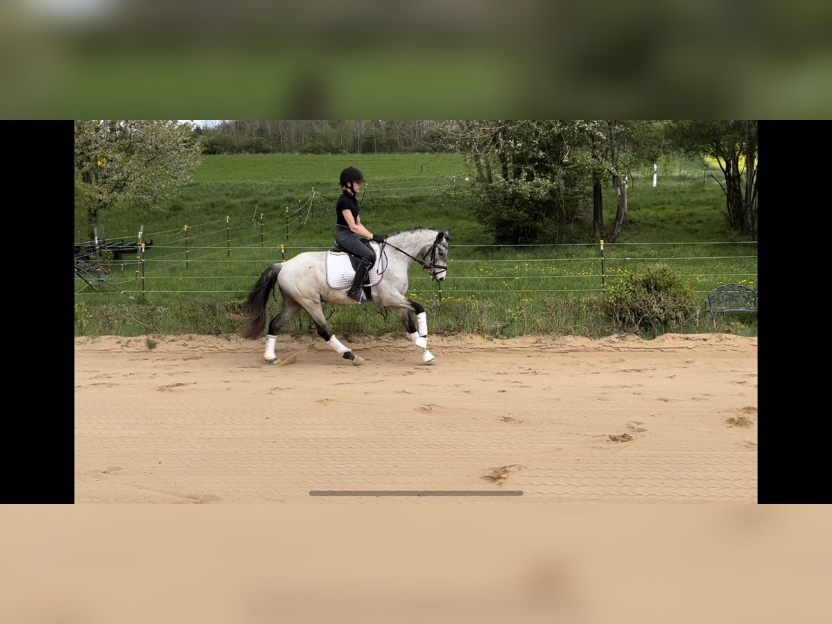 German Riding Pony Gelding 4 years 13,2 hh Can be white in Harsdorf